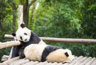 Das Panda-Syndrom: Glücklich, aber müde; kuschelig, aber lustlos. Wie gefährlich ist das Panda-Syndrom für Paare?