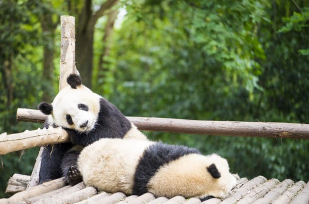 Das Panda-Syndrom: Glücklich, Aber Müde; Kuschelig, Aber Lustlos. Wie Gefährlich Ist Das Panda-Syndrom Für Paare?